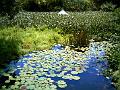 28 - Jardin des eaux 024
